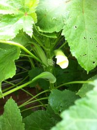 growing_okra_2.JPG