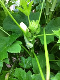 growing_okra_3.JPG