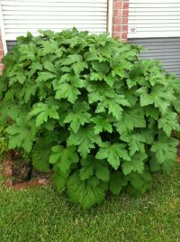 growing_okra_4.JPG